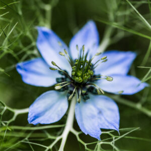 Black Cumin source of black seed oil known for its health and skincare benefits.