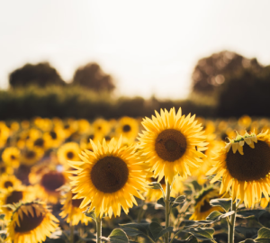 Organic soy and sunflower lecithin. Emulsify and stabilize food product formulation.