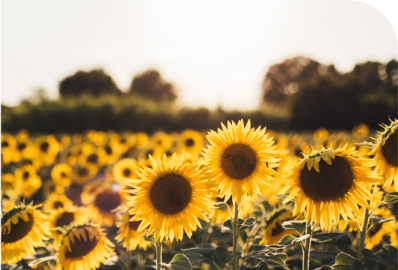 Organic soy and sunflower lecithin. Emulsify and stabilize food product formulation.
