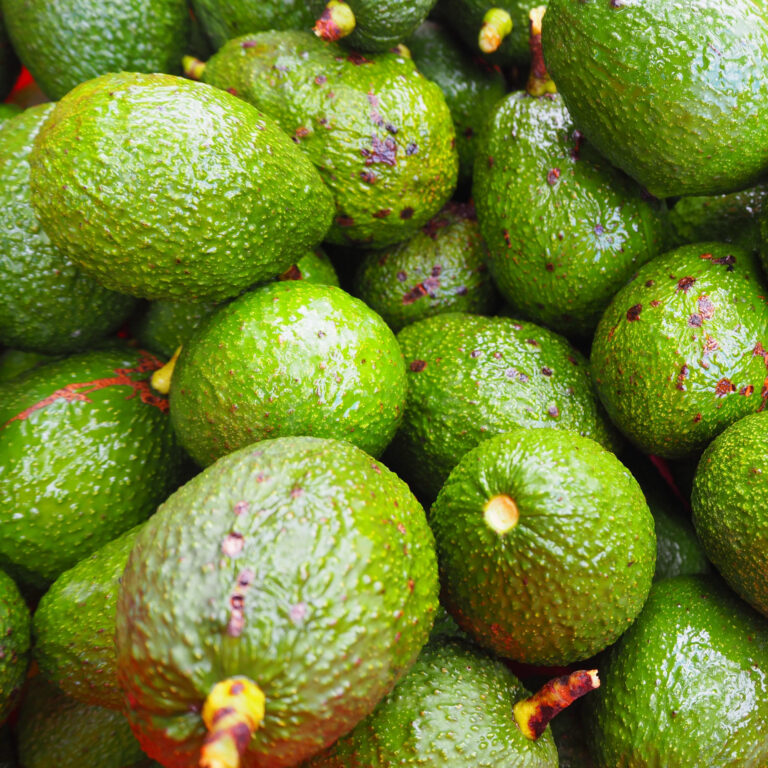 Avocados sourced for high-quality avocado oil production.
