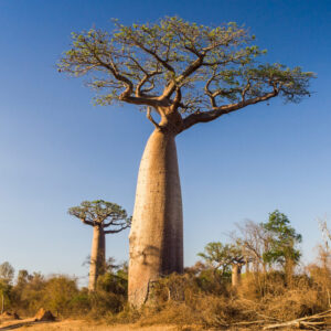 Baobab is great for usage in cosmetic formulations.