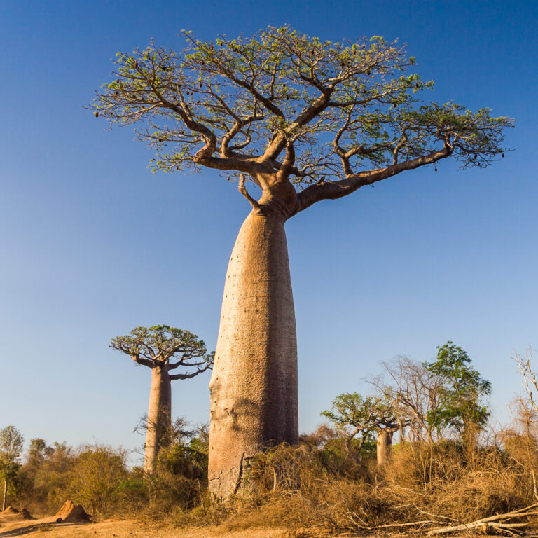 Baobab is great for usage in cosmetic formulations.