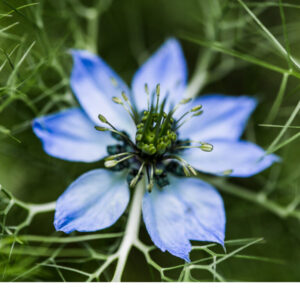 Black Cumin source of black seed oil known for its health and skincare benefits.