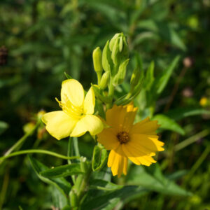 Evening Primrose is a natural source of oil with skincare and health benefits.