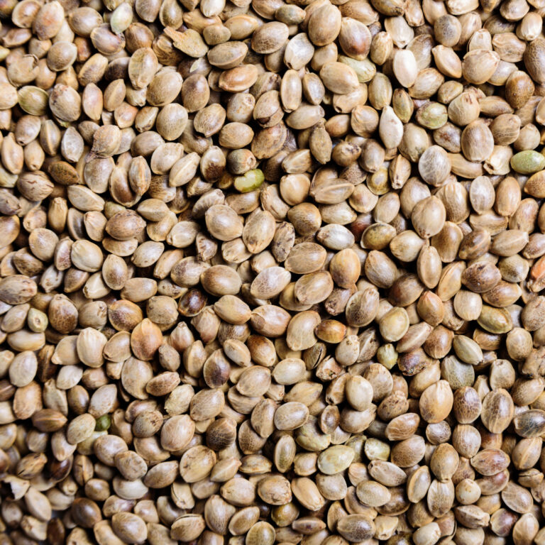 Hemp Oil is extracted from the seeds of the hemp plant. Used in nutritional supplements and foods and also popular in cosmetics for skincare.