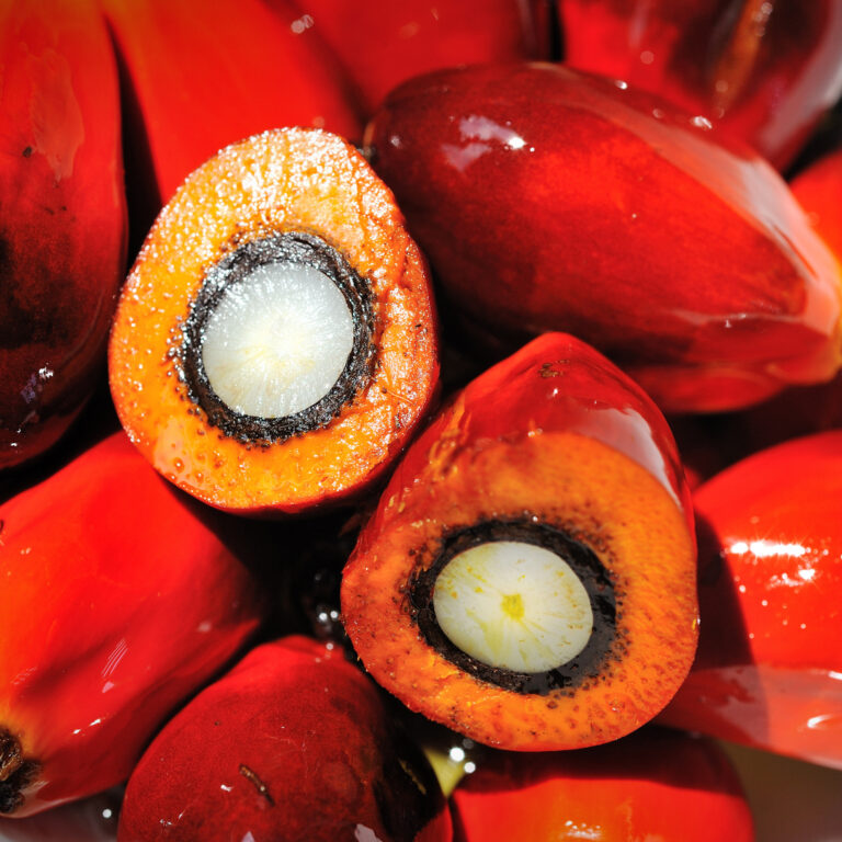 Organic RSPO certified palm oil excellent as a food ingredient, for instance in cookies or margarines.