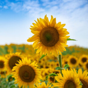 Sunflowers used for organic sunflower oil production